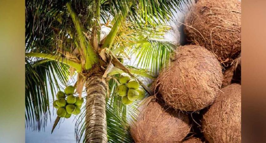 தெங்கு சார் உற்பத்தியால் சிறந்த வருமானம்